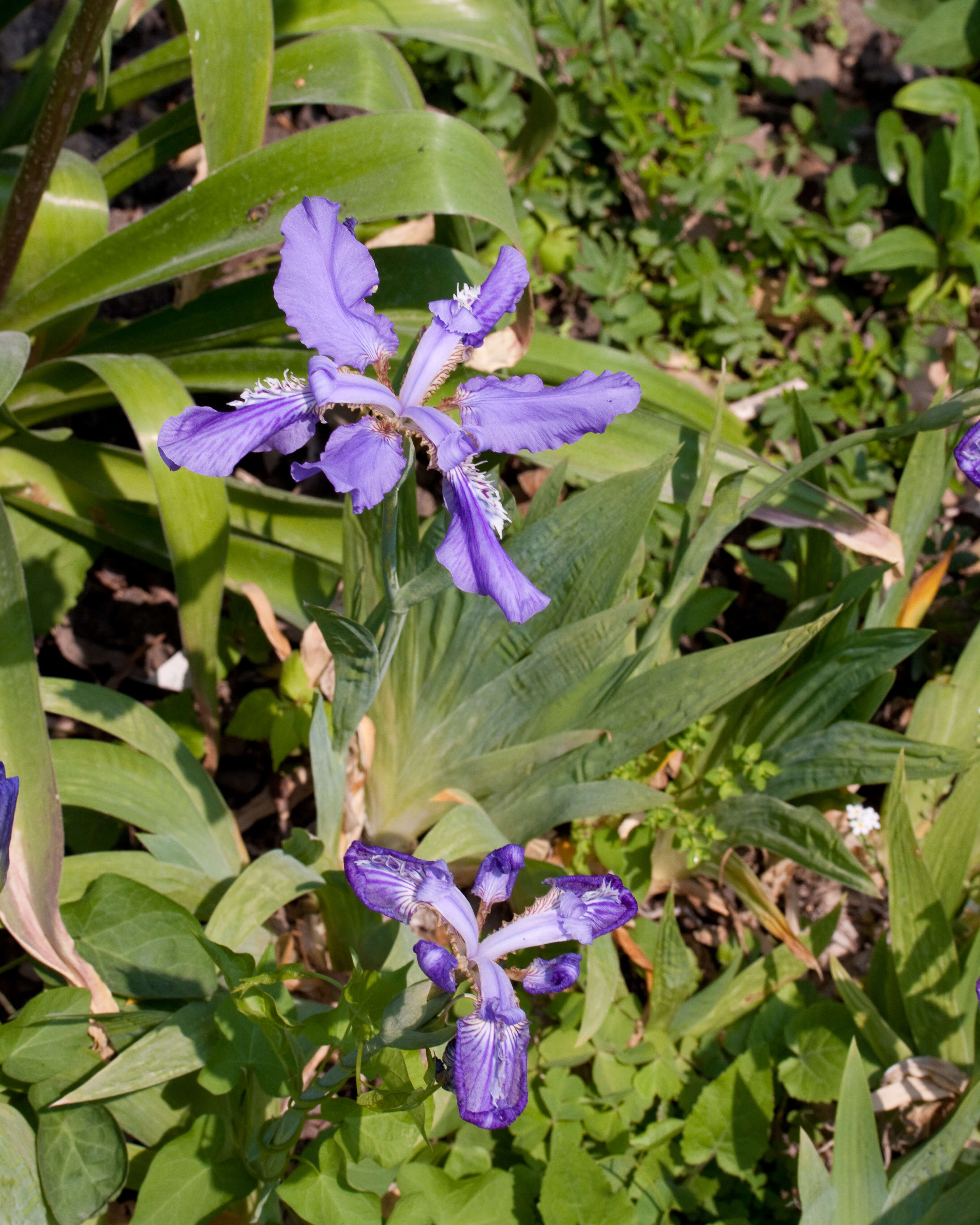 Image de Iris tectorum Maxim.