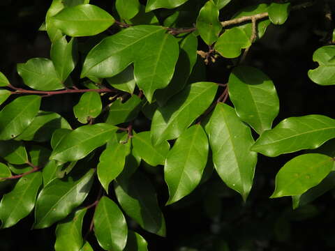 Image of Ilex wightiana Wall.