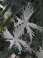 Image of Dianthus plumarius subsp. regis-stephani (Rapaics) Baksay