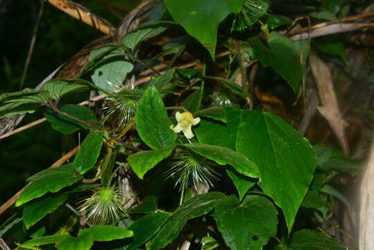 Imagem de Clematis leschenaultiana DC.