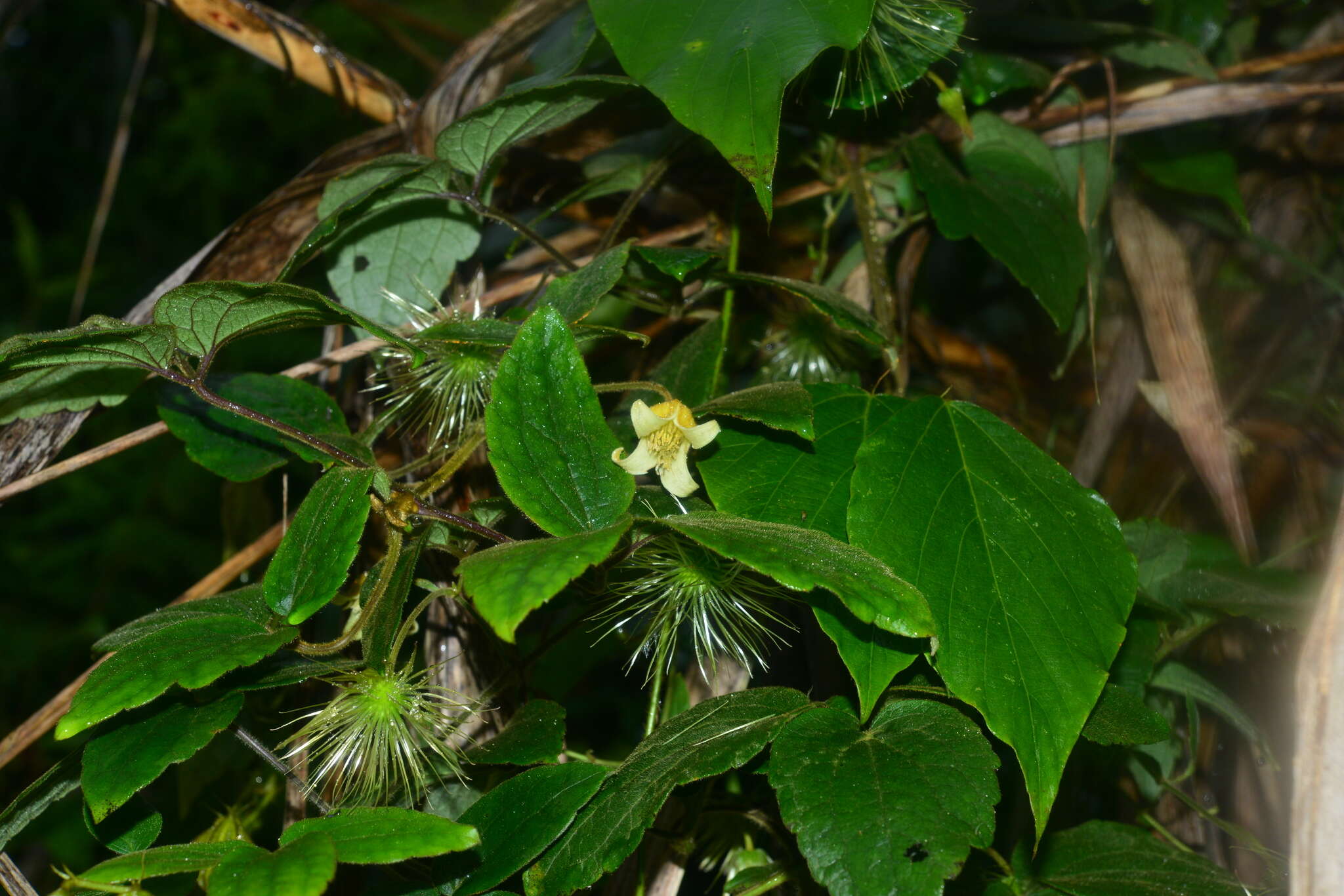 Слика од Clematis leschenaultiana DC.