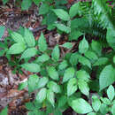 Imagem de Prosartes lanuginosa (Michx.) D. Don