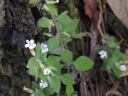 Image of Stemodia peduncularis Benth.