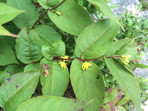 Image of northern bush honeysuckle