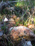 Image of Acis rosea (F. Martin bis) Sweet