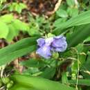 Image de Tradescantia andersoniana W. Ludw. & Rohweder