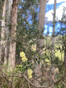 Слика од Acacia verticillata subsp. ruscifolia (A. Cunn. ex G. Don) Court