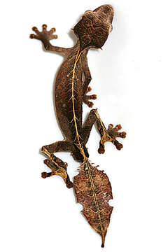 صورة Uroplatus phantasticus (Boulenger 1888)