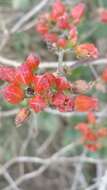 Image of Kalanchoe bracteata S. Elliot