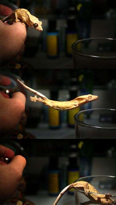 Image of Crested Gecko