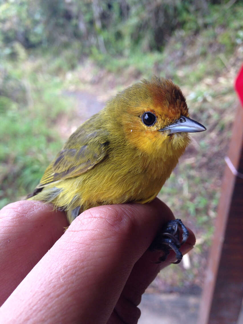 Image of Rust-and-yellow Tanager