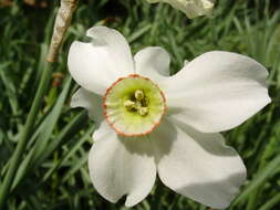 Image of Pheasant's-eye narcissus