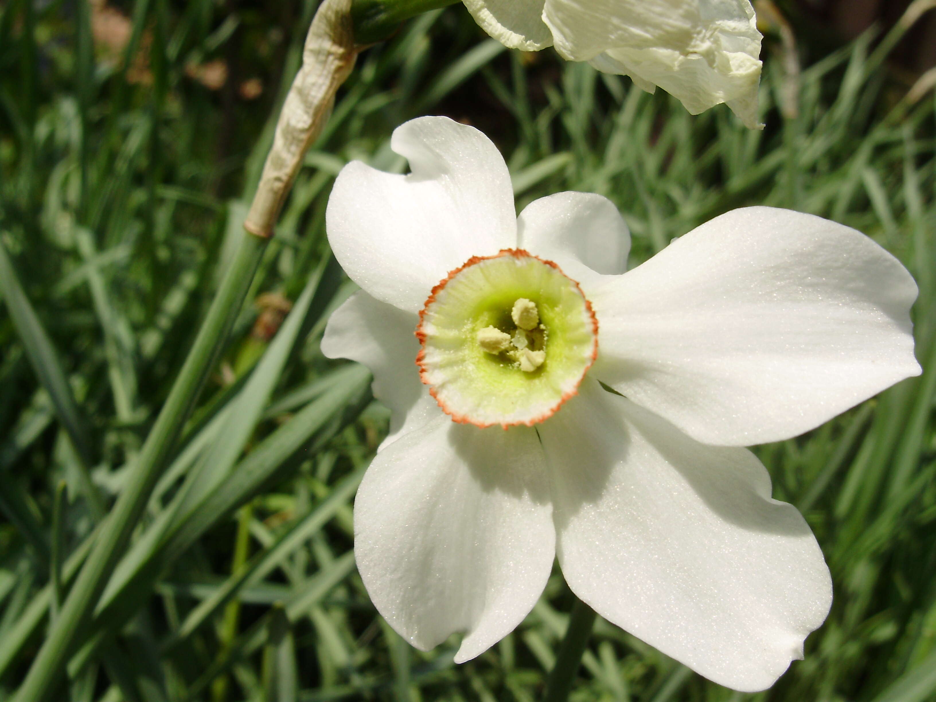 Image of Pheasant's-eye narcissus