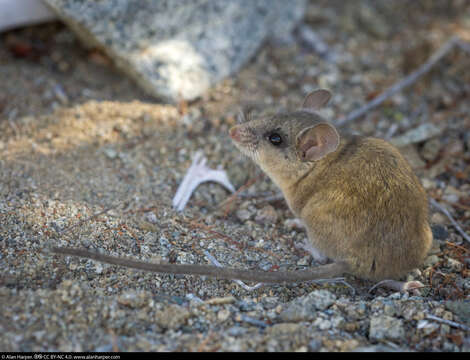 Image of Peromyscus caniceps Burt 1932