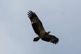 Image of White-bellied Sea Eagle