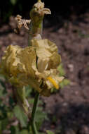 Image of Iris imbricata Lindl.