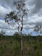 صورة Corymbia dallachiana (Benth.) K. D. Hill & L. A. S. Johnson