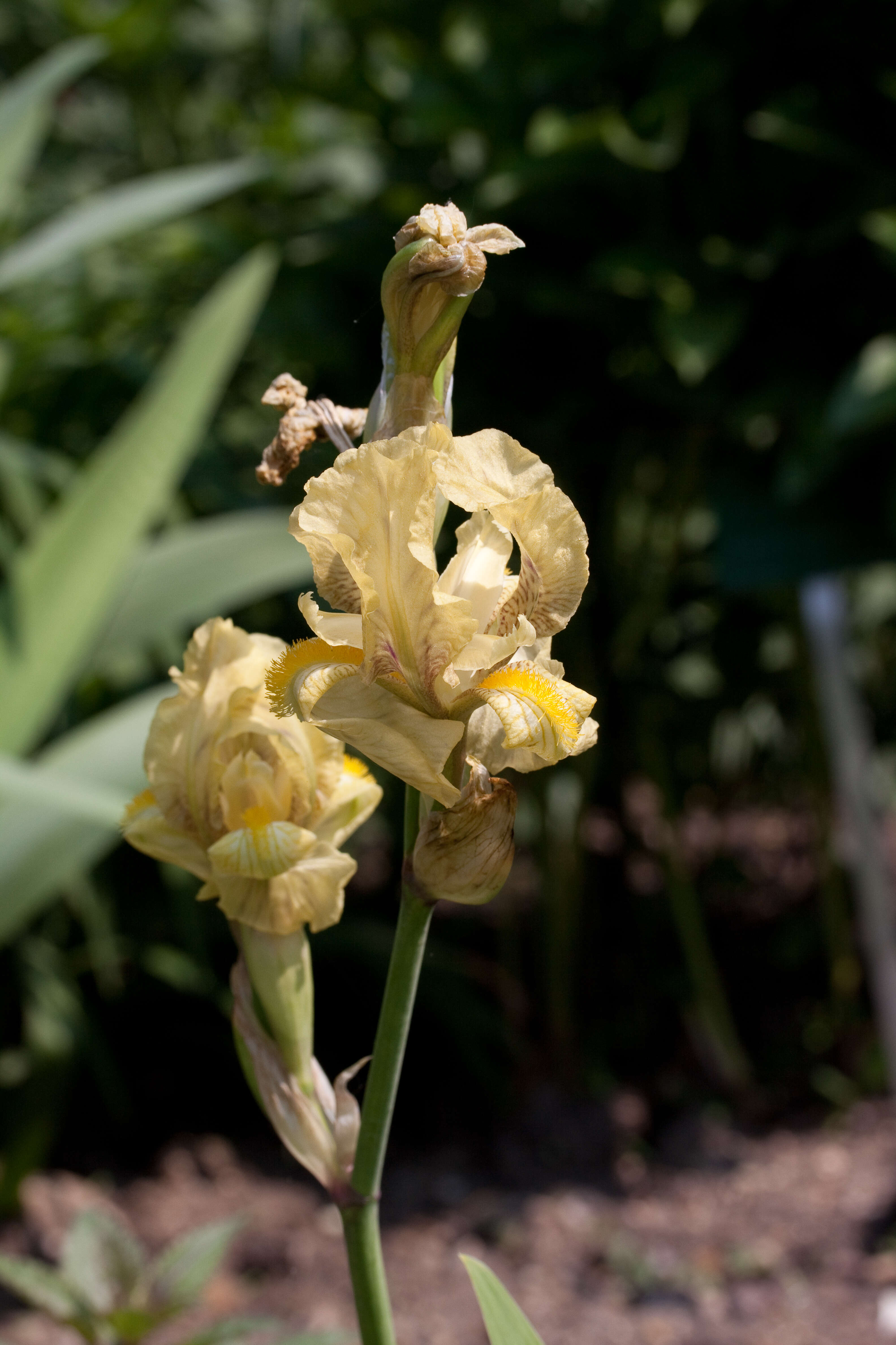 Imagem de Iris imbricata Lindl.