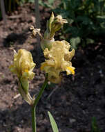 Image of Iris imbricata Lindl.