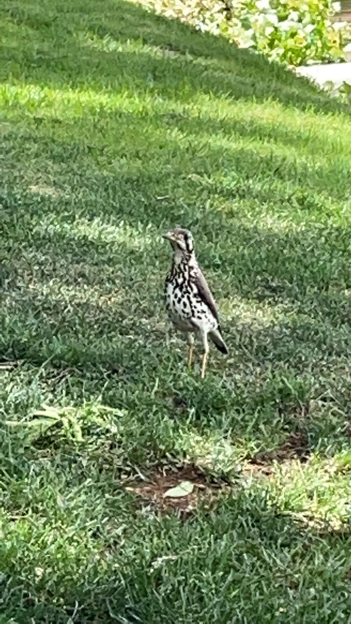 Image of Groundscraper Thrush