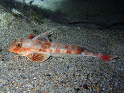 Image of Long-finned Gurnard