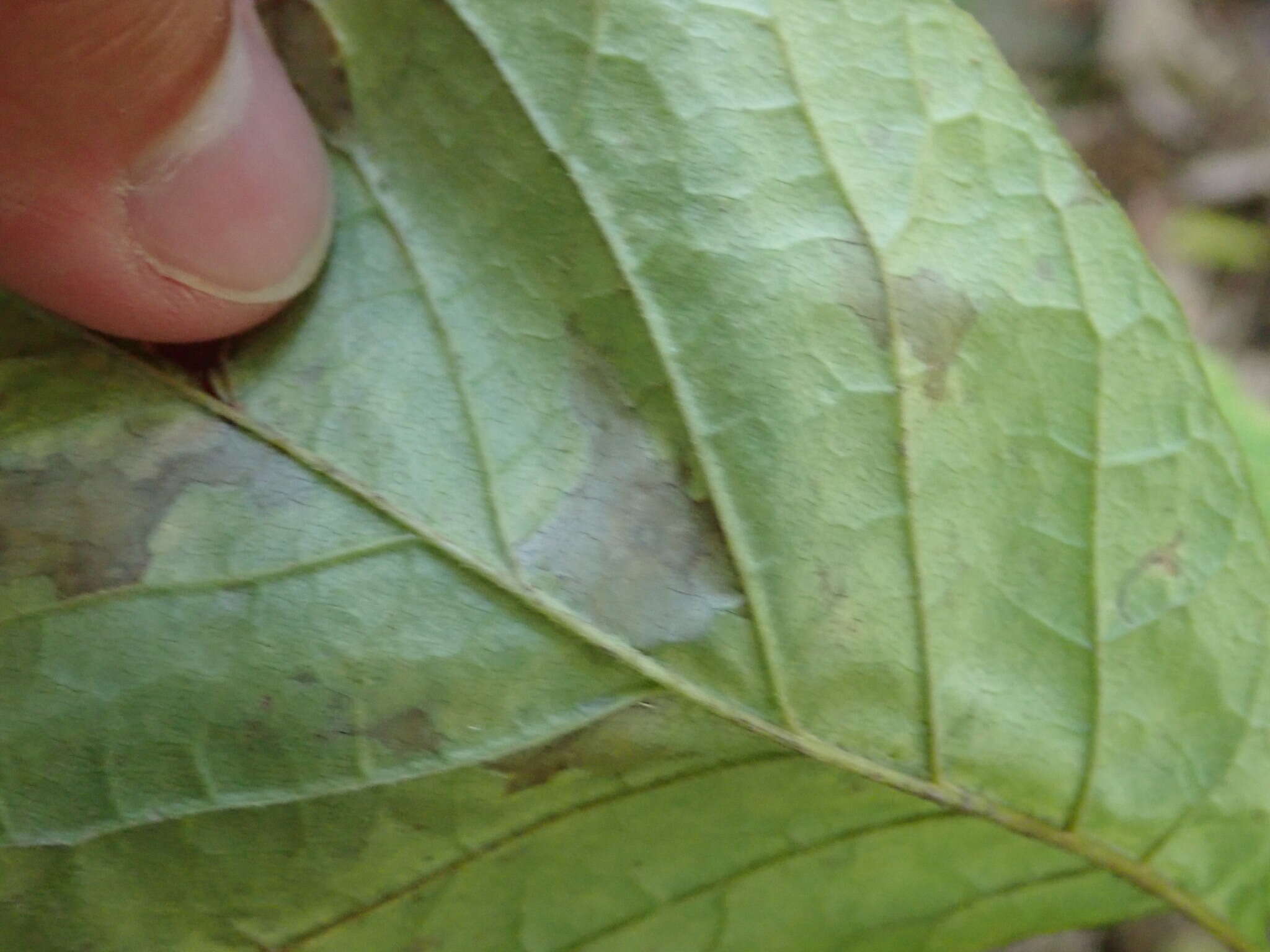 Image of Ash Anthracnose