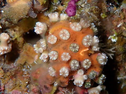 Image of Weymouth Carpet Coral