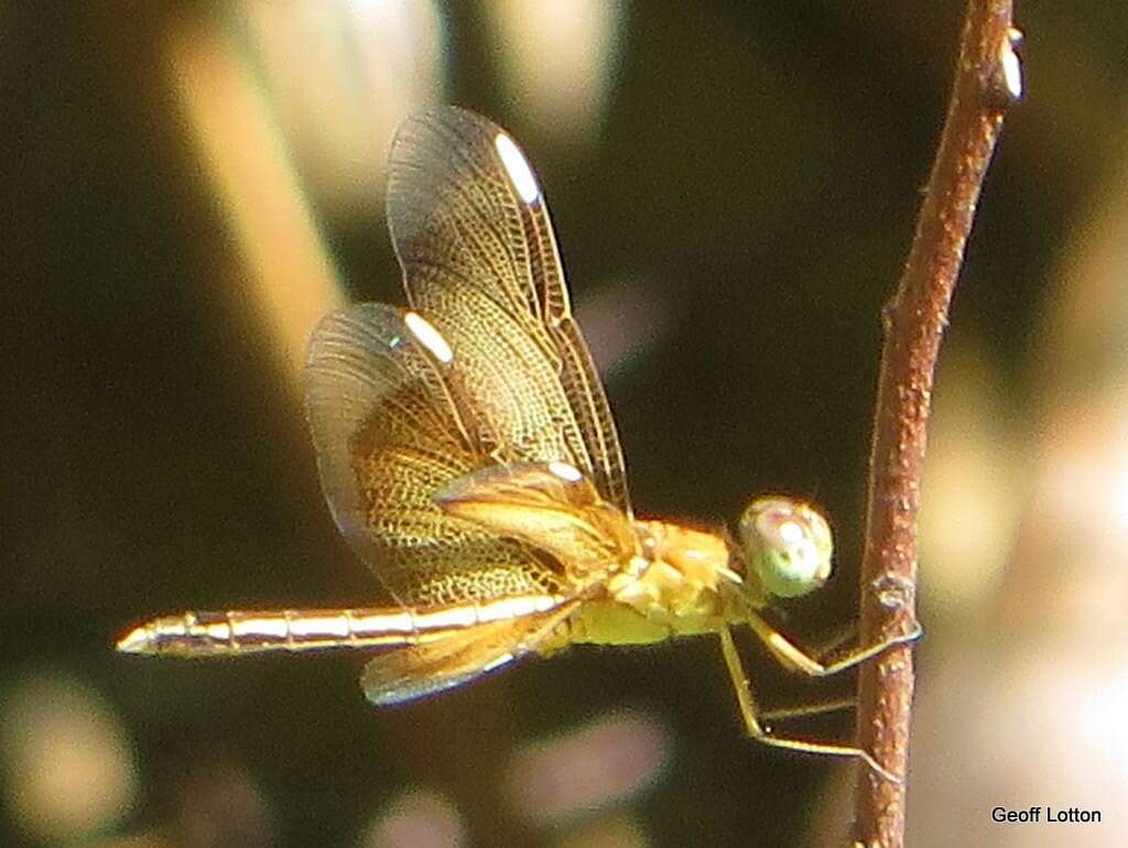 Neurothemis stigmatizans (Fabricius 1775) resmi