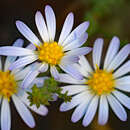 Image de Symphyotrichum walteri (Alexander) G. L. Nesom