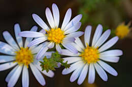 Image of Walter's aster