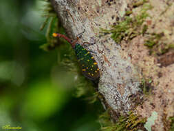 Image of Pyrops intricatus (Walker 1857)