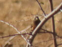 Sivun Emberiza tahapisi nivenorum (Winterbottom 1965) kuva