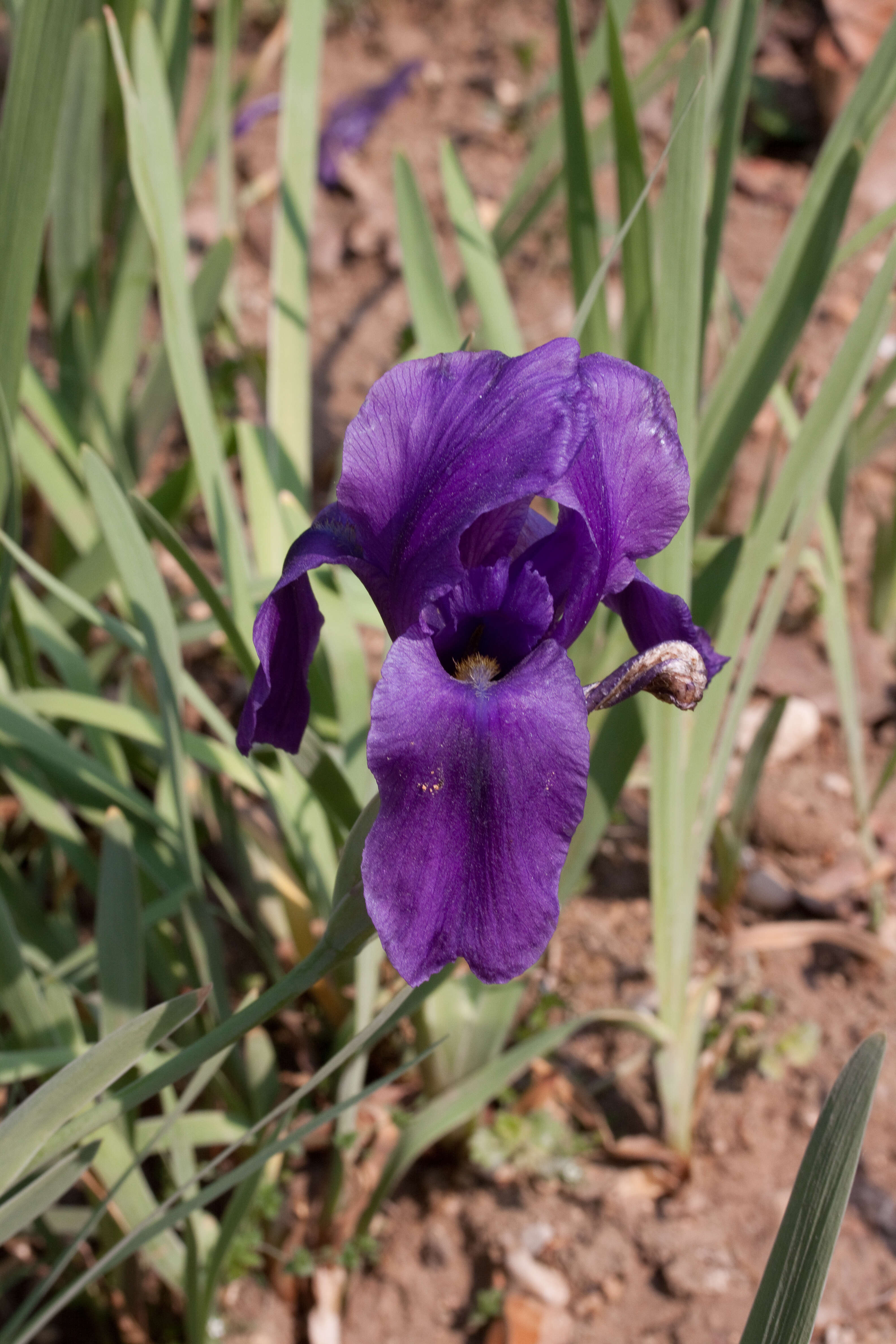 Image of Iris hoogiana Dykes