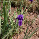 Image of Iris hoogiana Dykes