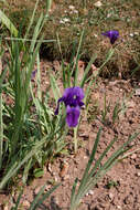 Image of Iris hoogiana Dykes