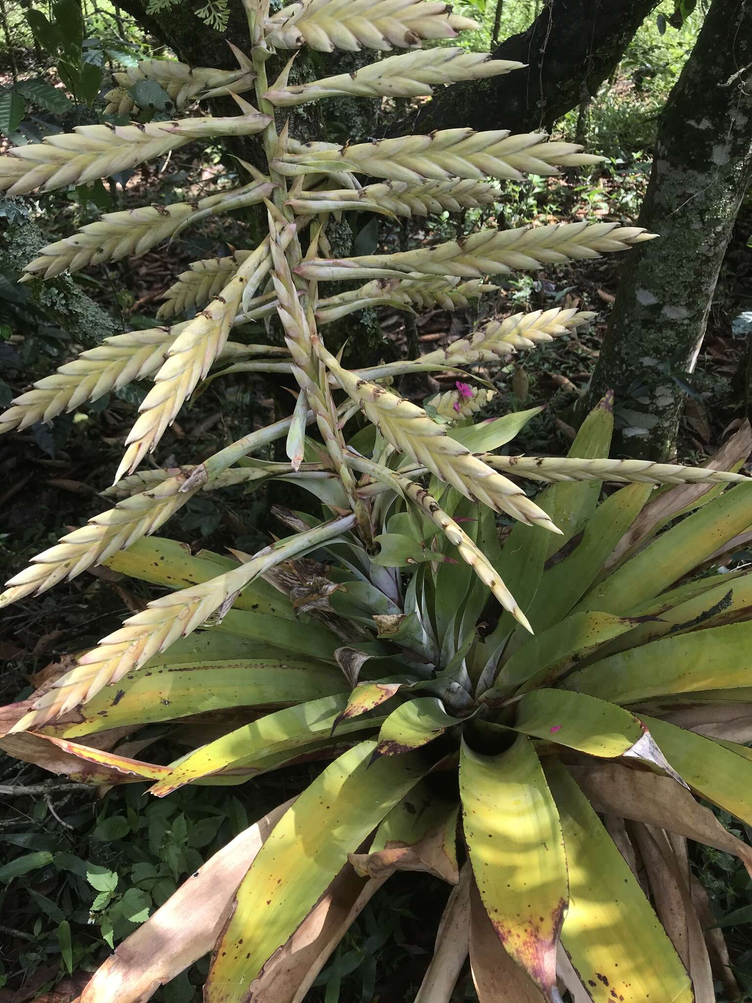 Image of Tillandsia fendleri Griseb.