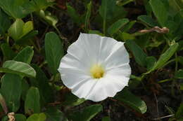 Image of beach morning-glory