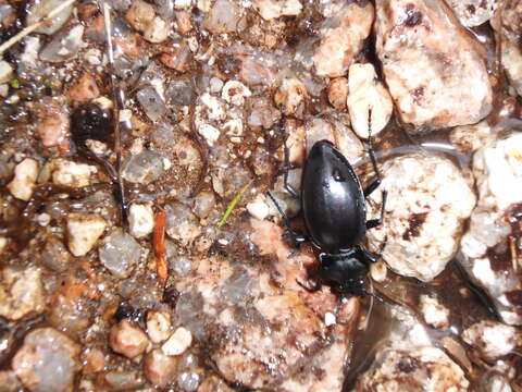 Image of Carabus (Oreocarabus) glabratus Paykull 1790