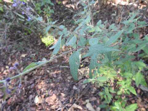 Image of Salvia thyrsiflora Benth.