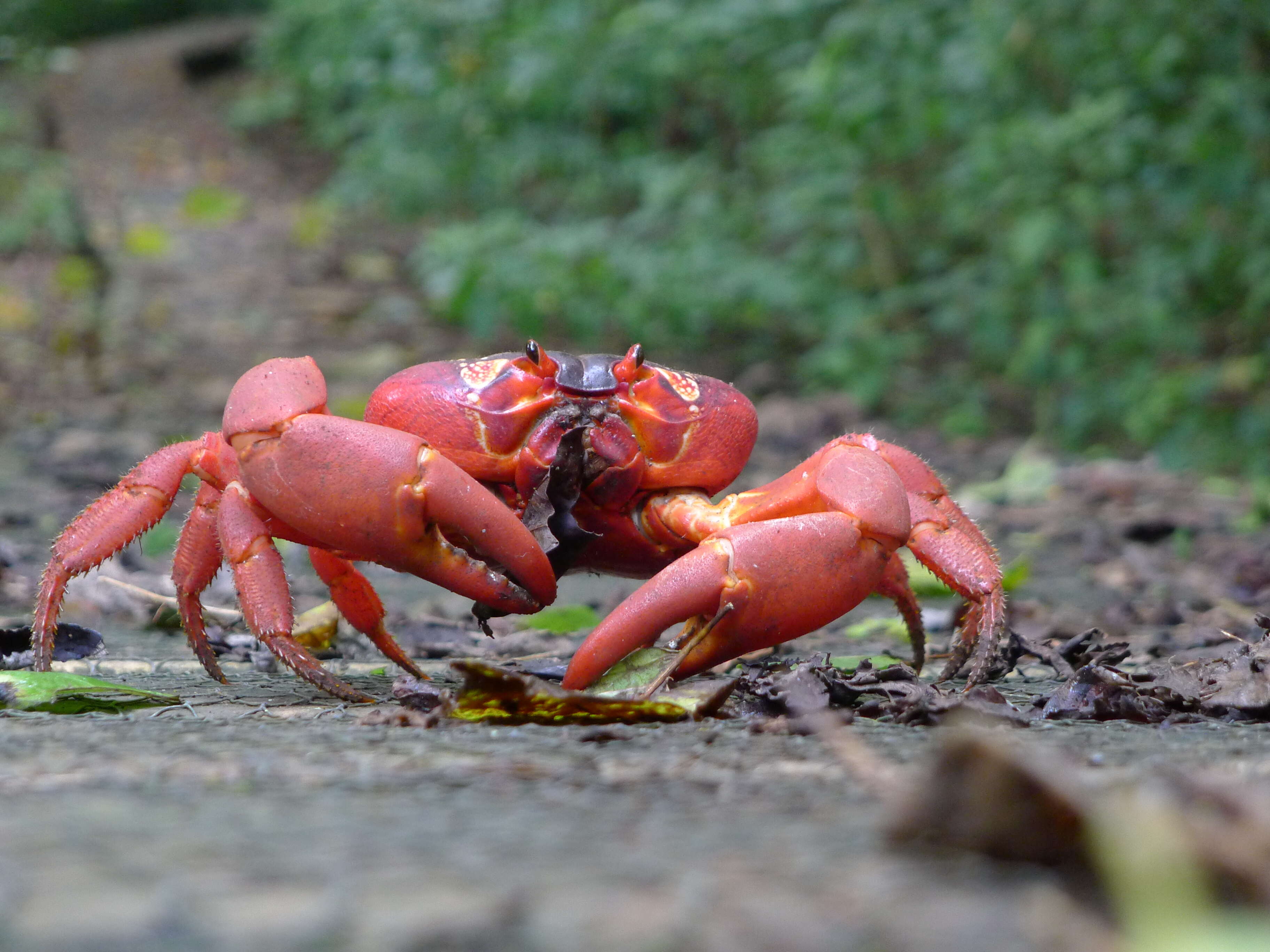 Image of Christmas Island red crab