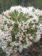 Image of Hakea ruscifolia Labill.