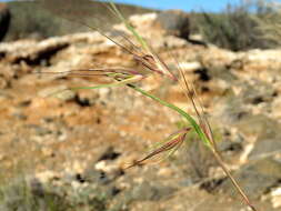 Image of Red grass