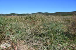 Image of Calamagrostis extremiorientalis (Tzvelev) Prob.