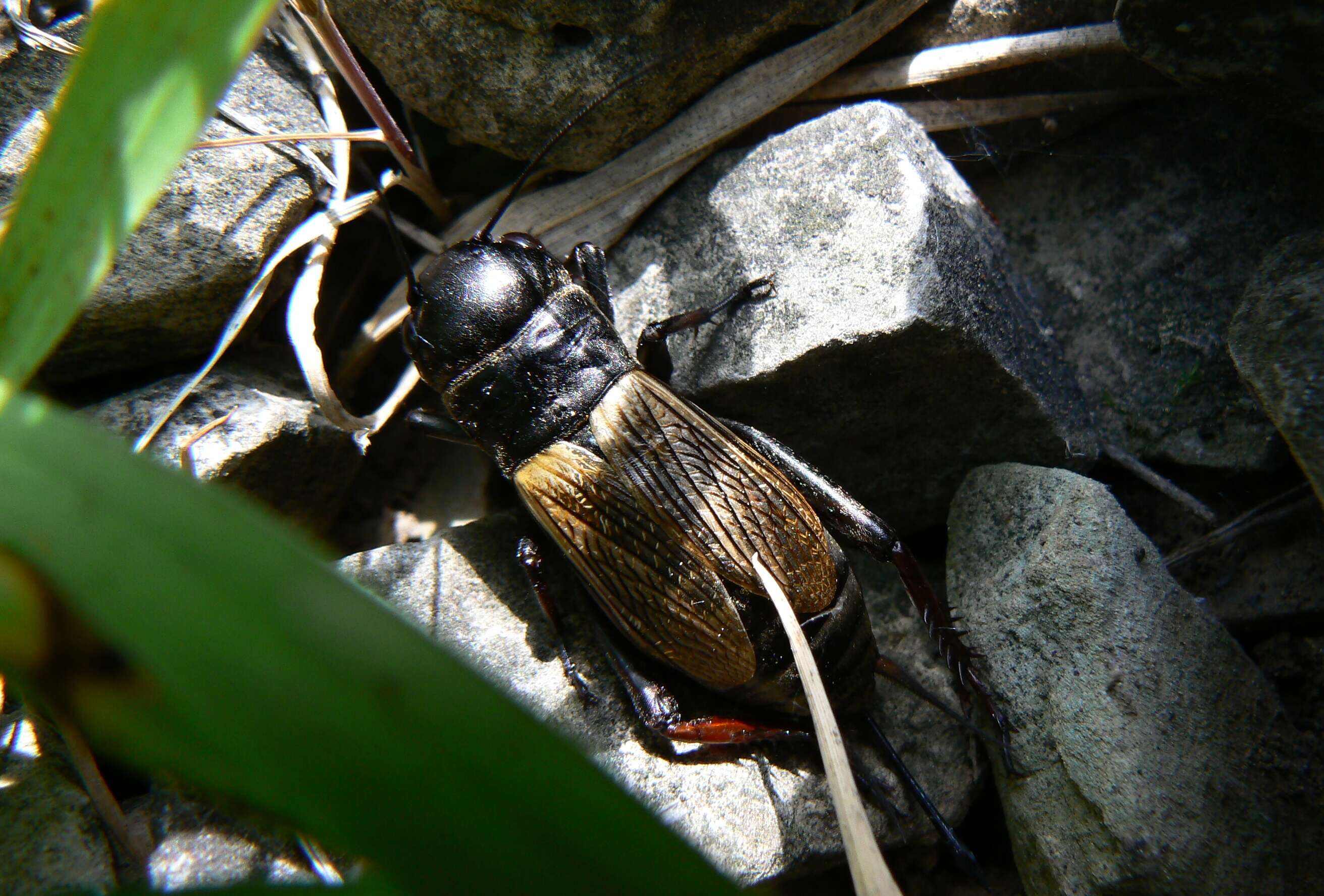 Image of Field cricket