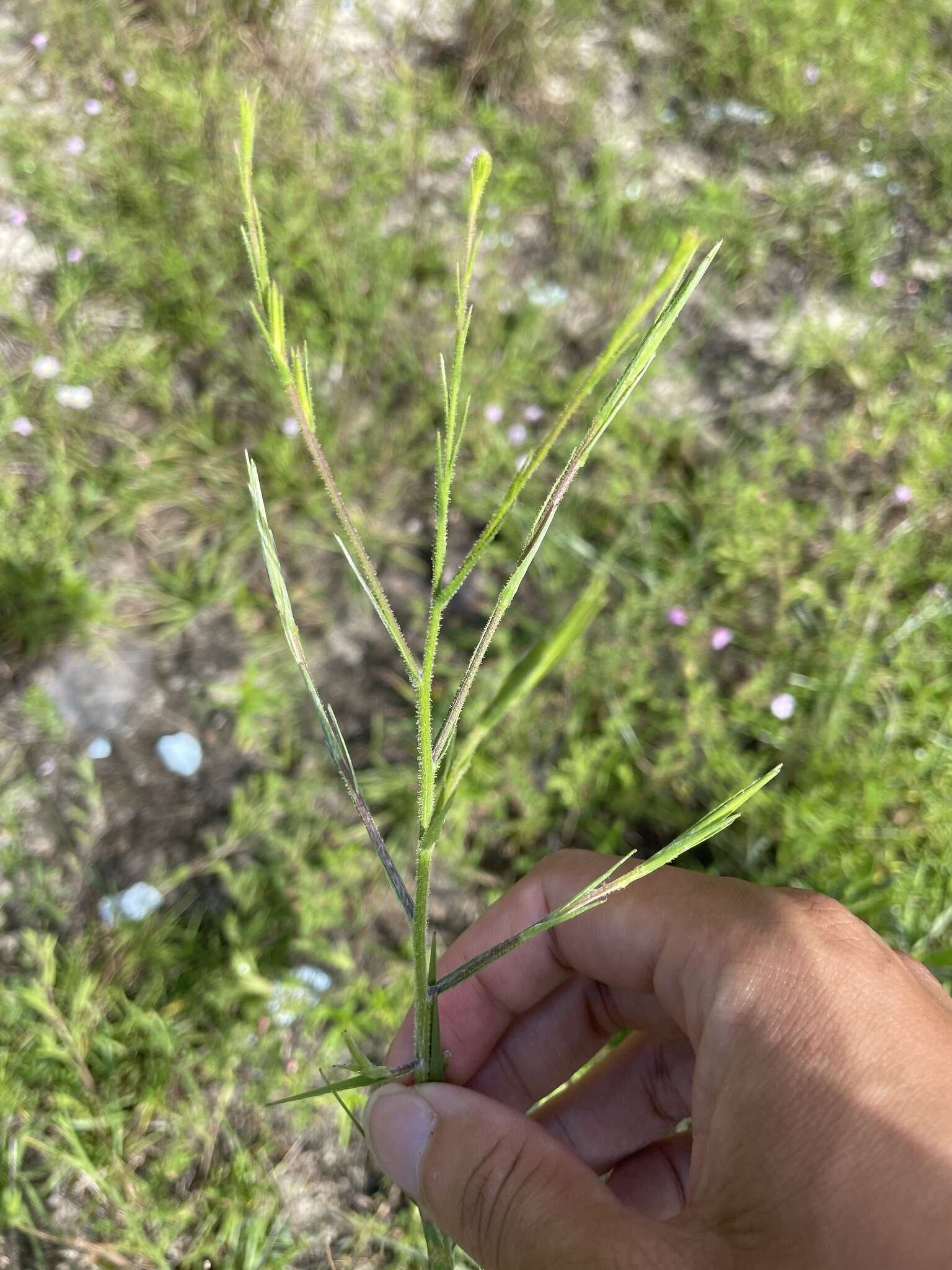 Pityopsis aspera (A. Gray) Small resmi