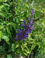 Imagem de Salvia pratensis L.