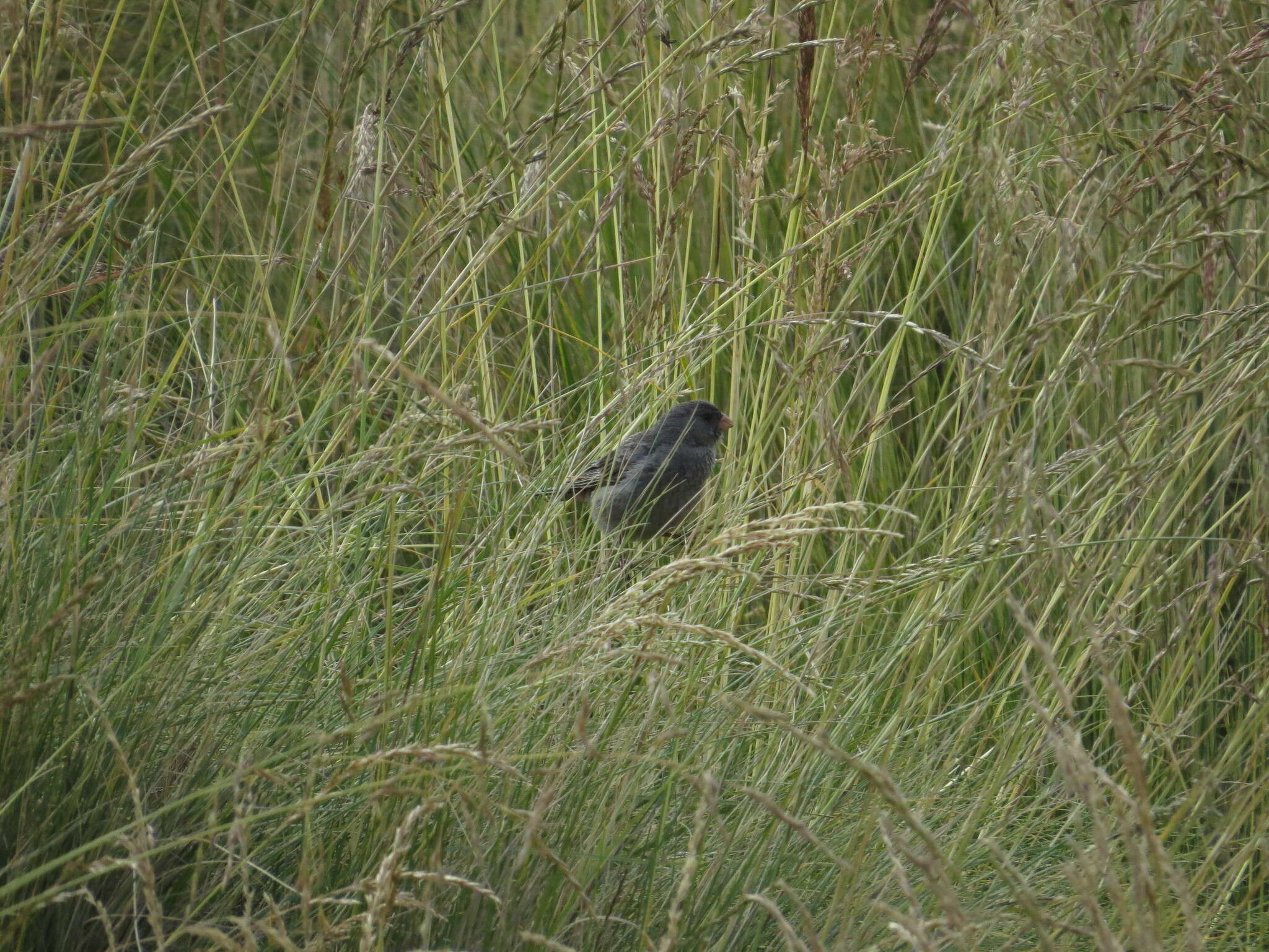 Image of Plain-colored Seedeater