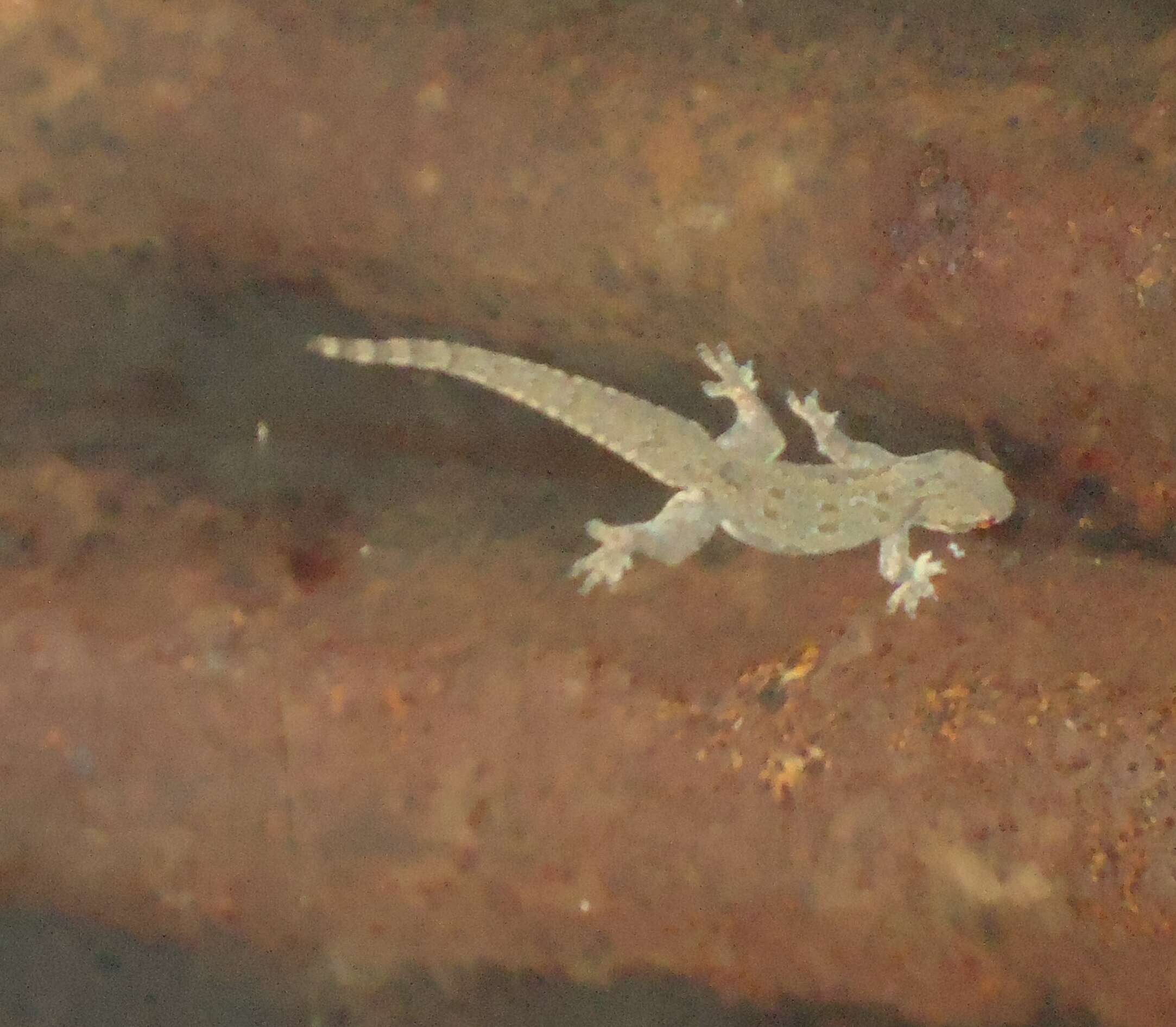 Image of Flat-tailed House Gecko