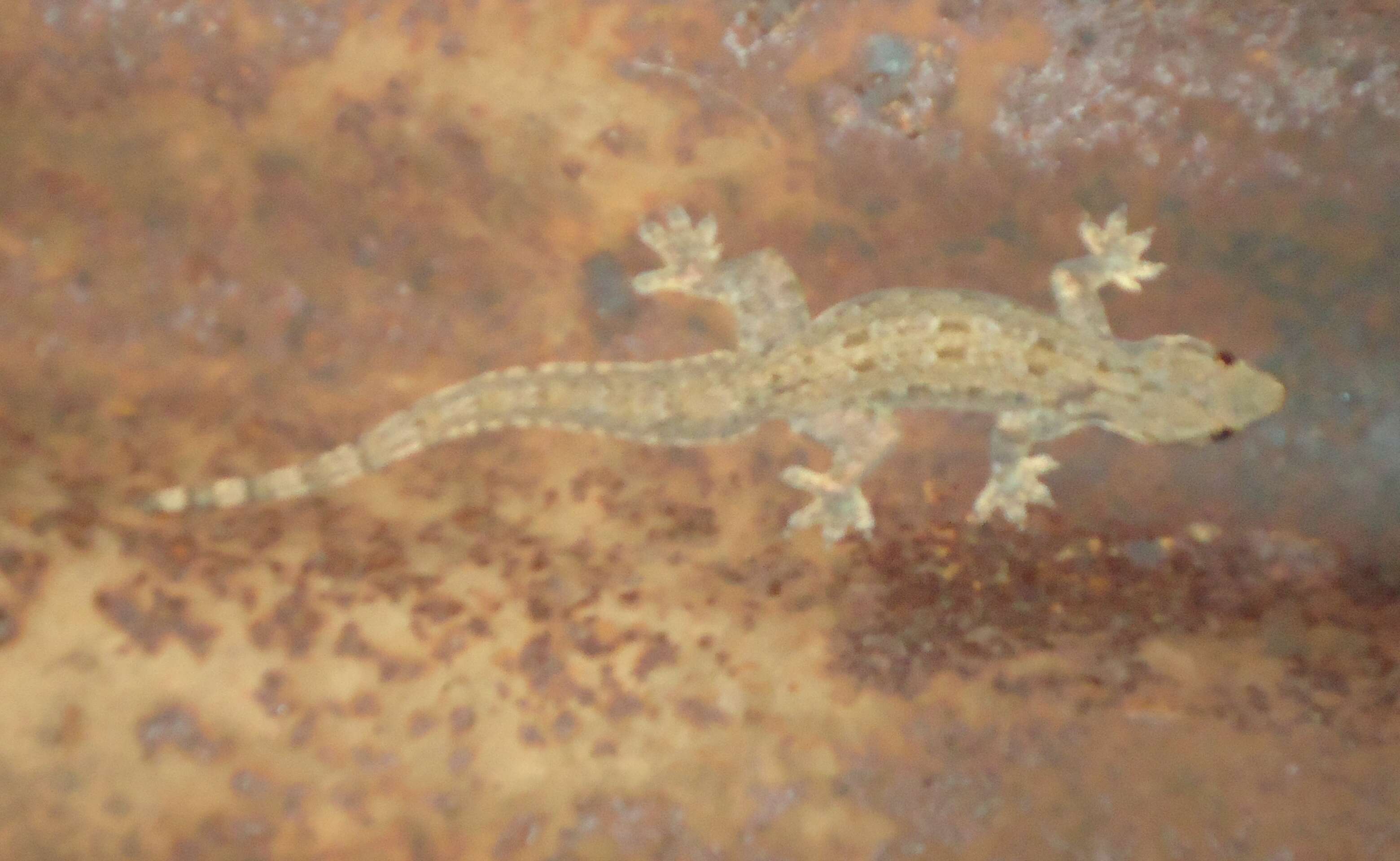 Image of Flat-tailed House Gecko