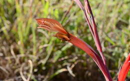 Gladiolus abbreviatus Andrews resmi